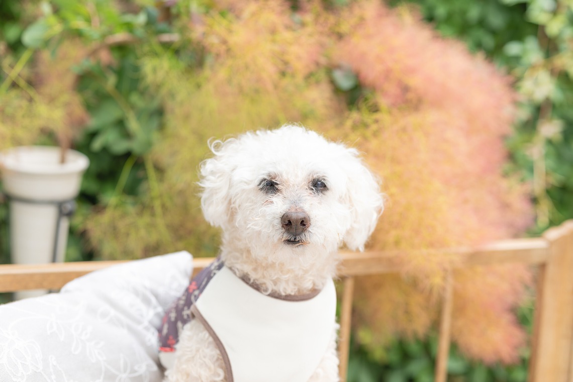 ミヤタカズコが撮影した写真のアルバム「DOG フォト」