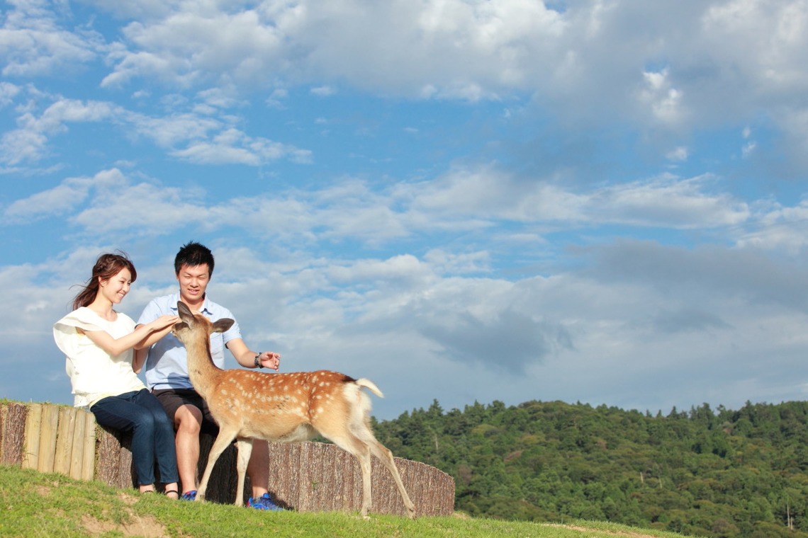 Cute deer at Nara Park — by Kaoru Photography