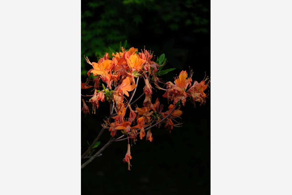 KotobukiPhotosが撮影した「花・植物」の写真