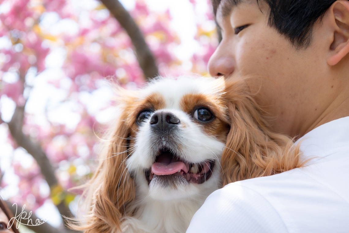 大森光太郎・K-PHOTOが撮影した家族写真(キッズ,ベビーフォト)のアルバム「ペット撮影」