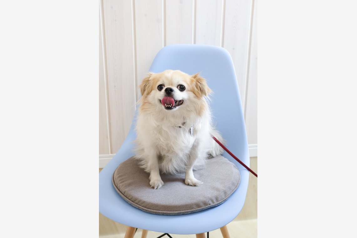 クマが撮影した写真のアルバム「ペット撮影」