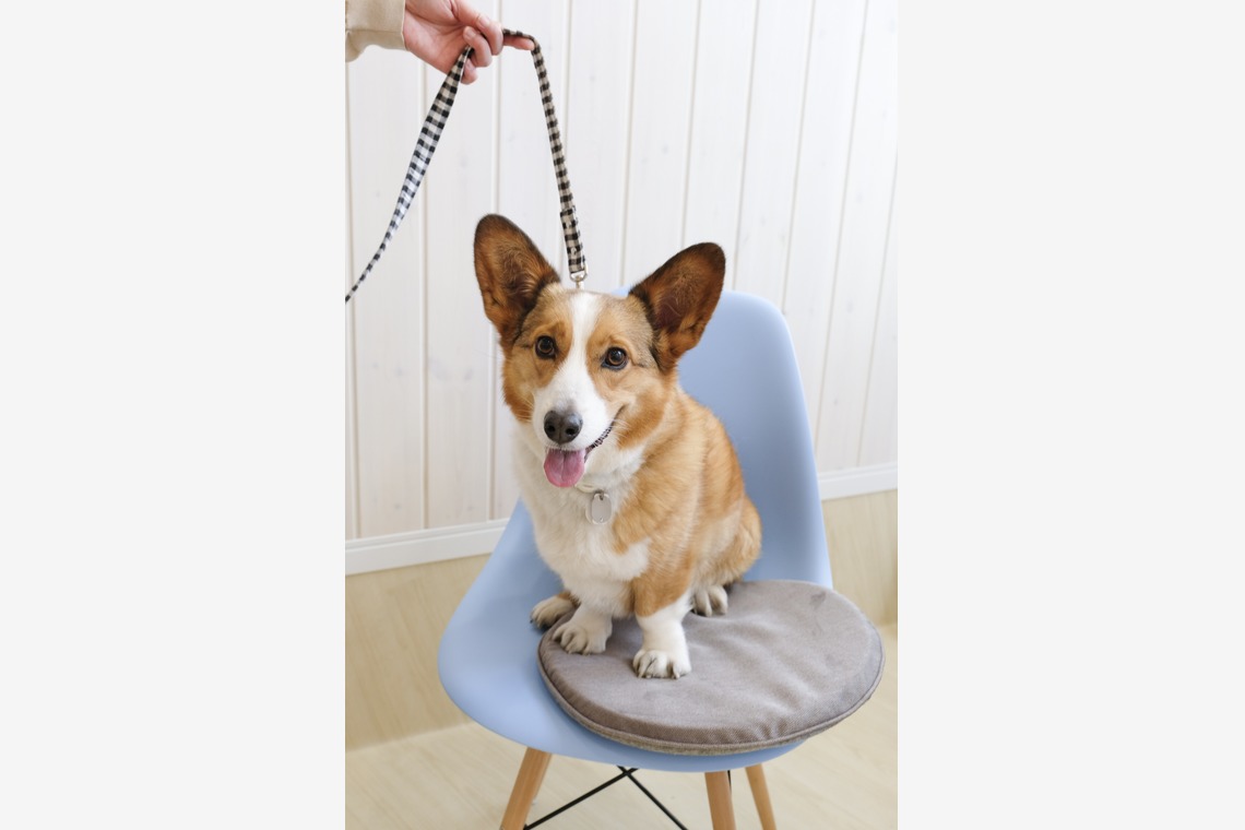 クマが撮影した写真のアルバム「ペット撮影」