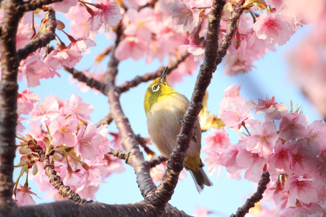 フリーカメラマンmio