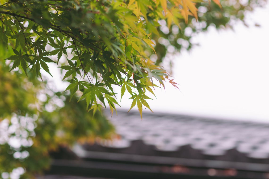 Album of the Wedding, Bridal taken by Y スタジオ - 