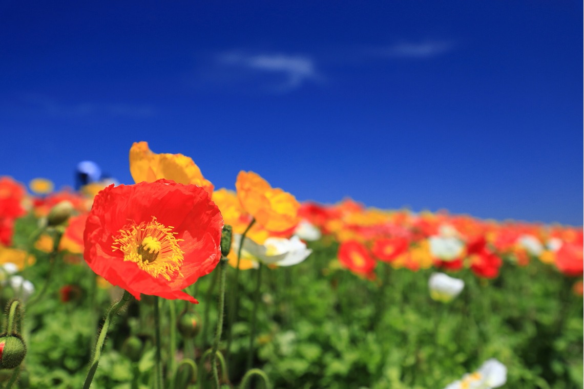 長谷川　光則が撮影した「イメージ」の写真