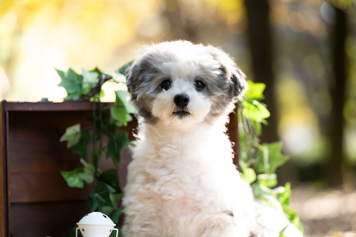 KOGA写真が撮影した「犬・わんこ撮影」の写真