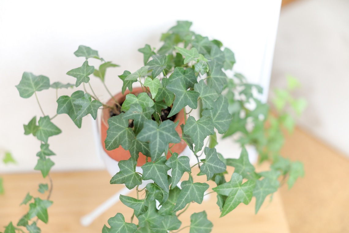 なかがわさとみが撮影した「個人サロン撮影＠千葉県習志野市」の写真