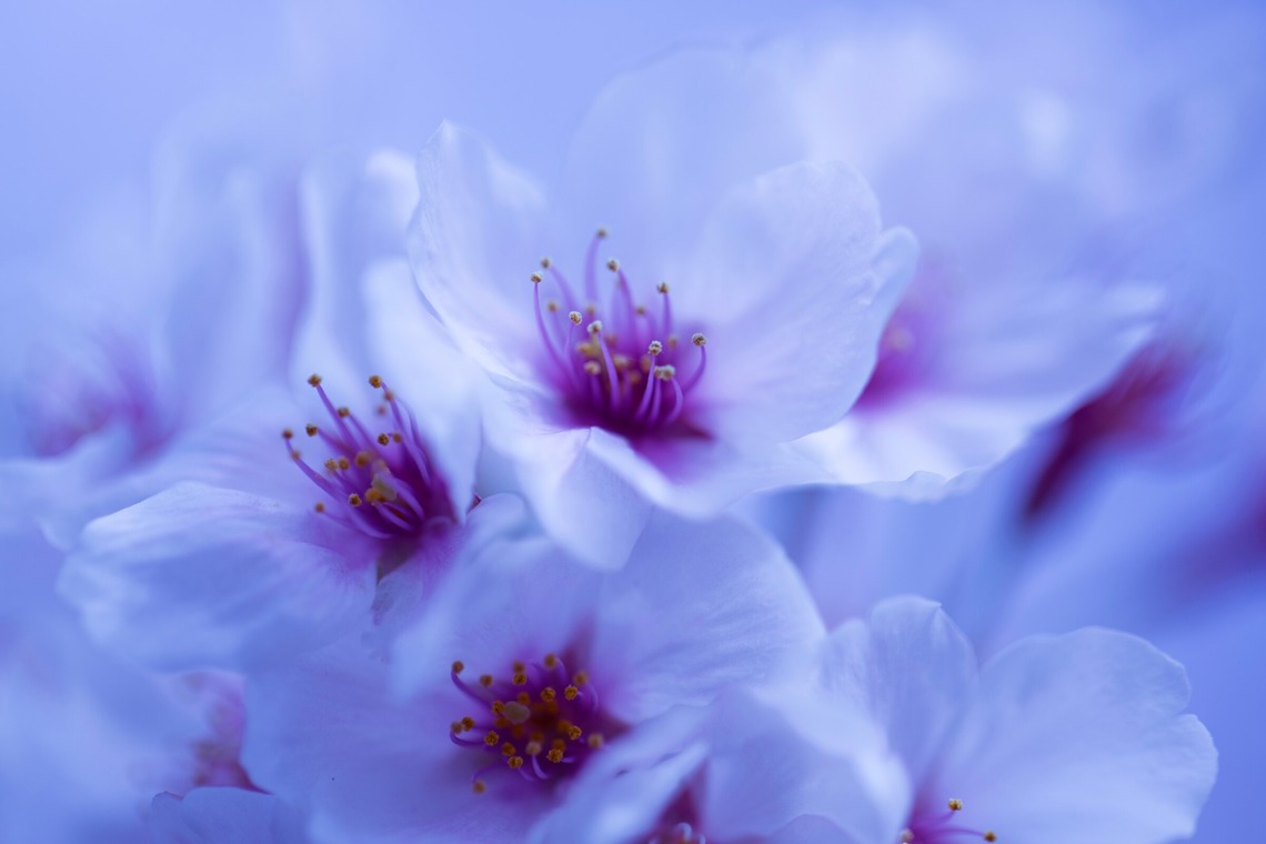 Orihusta photographyが撮影した「image」の写真