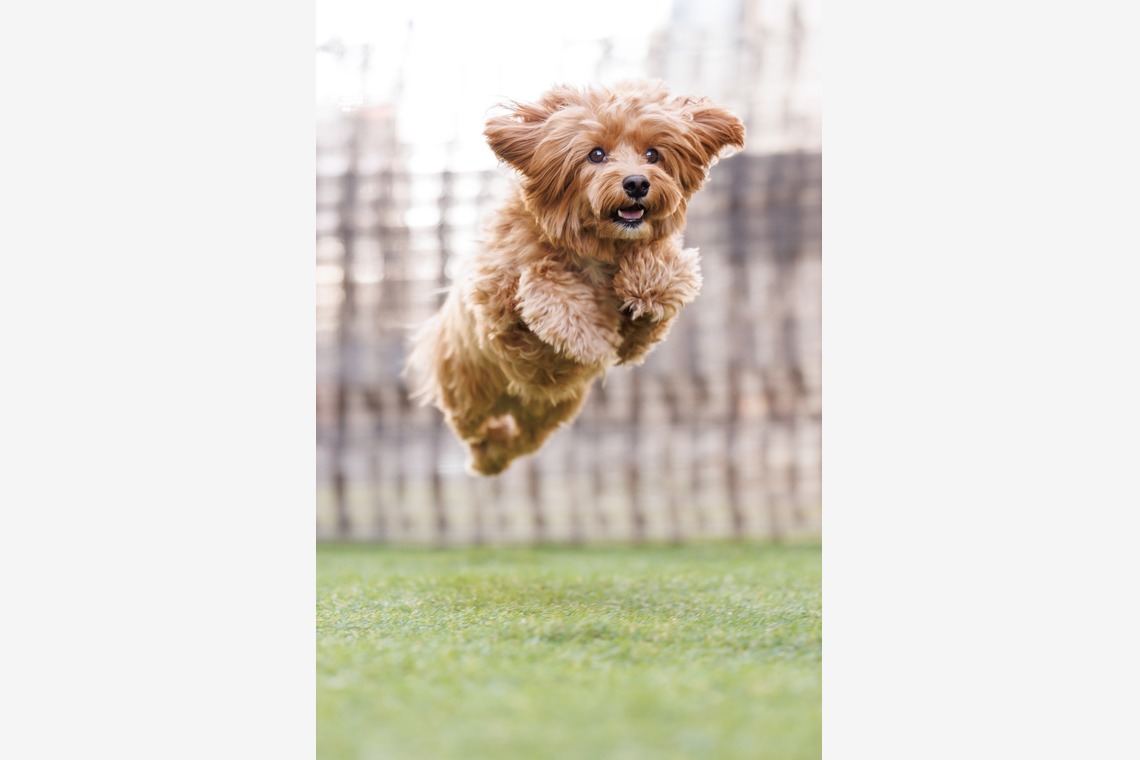 猫田晃広が出張撮影した家族写真(キッズ,ベビーフォト)などが写った「わんちゃん撮影」の家族写真