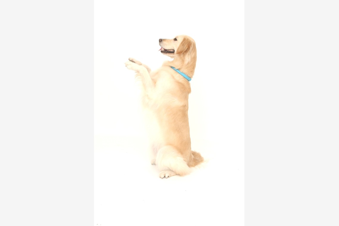 Hiroが出張撮影した家族写真(キッズ,ベビーフォト)などが写った「ペット撮影」の家族写真