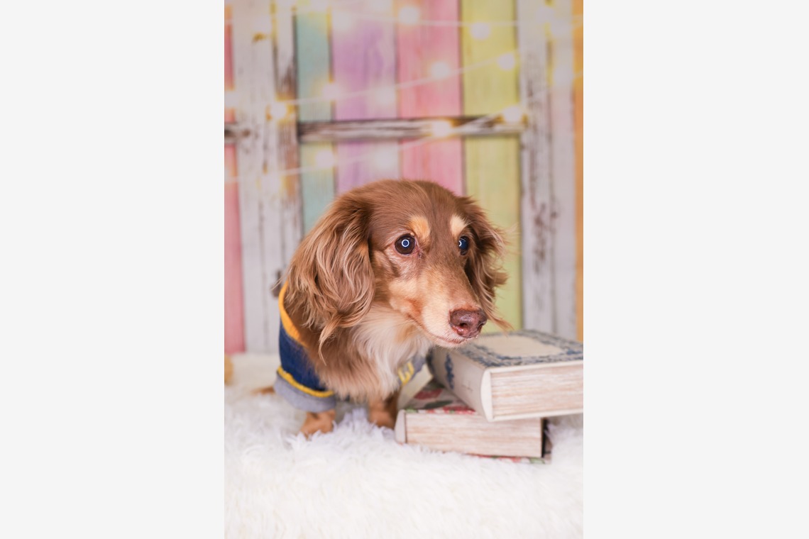 WithshopJapanが撮影した写真のアルバム「ペット撮影」