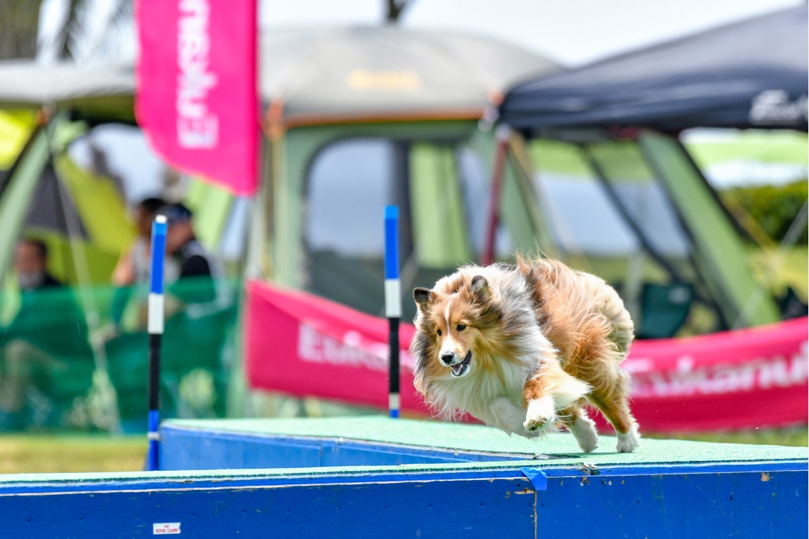 スタジオファンタスが撮影した「ドッグスポーツエクストリーム」の写真