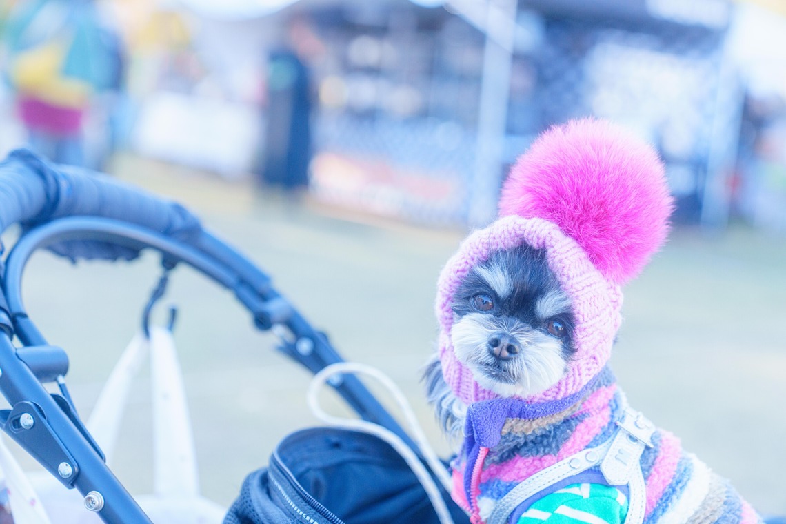 牧野 政宏が撮影した「ペット撮影」の写真