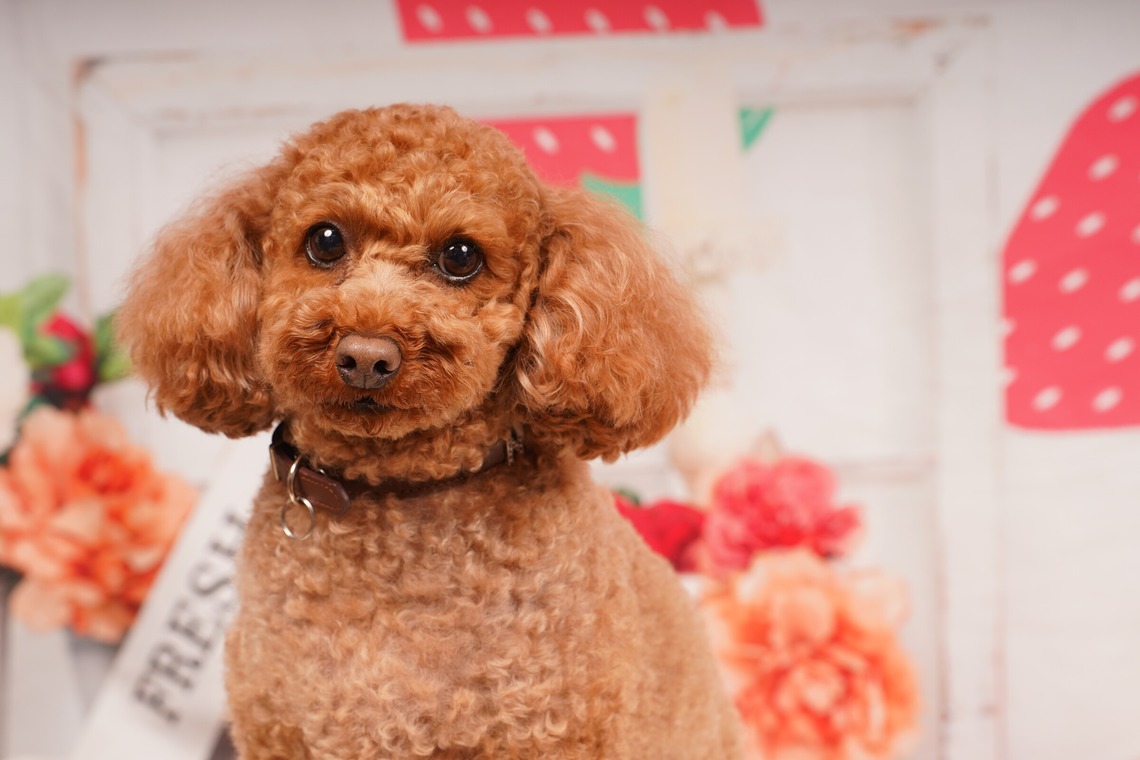 スタジオ　まるが撮影した「ペット撮影」の写真