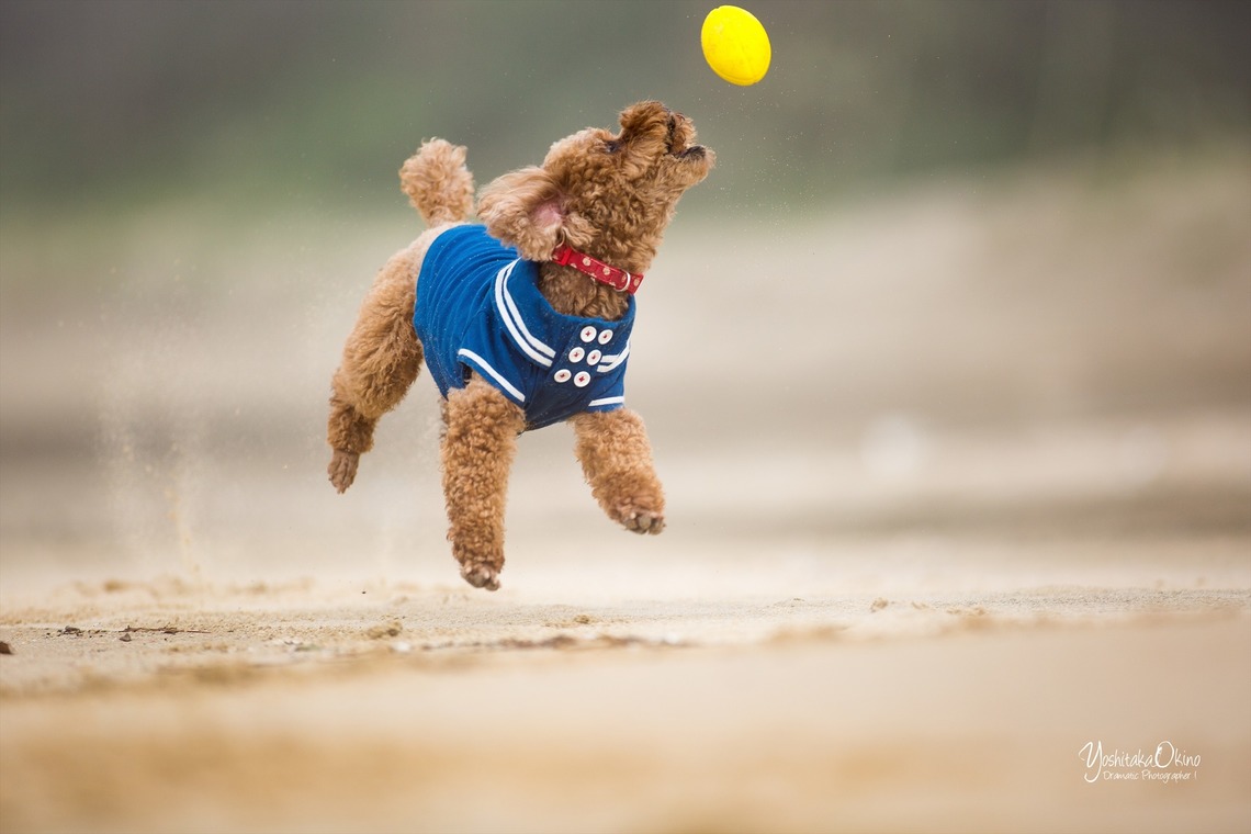 写楽堂が撮影した写真のアルバム「ペット」