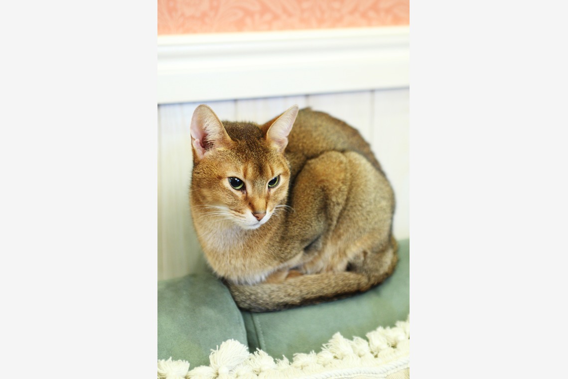 森安　照が撮影した「ペット撮影（犬・猫）」の写真