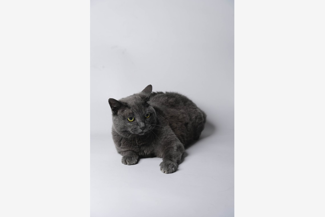 KasaiFilmsが撮影した写真のアルバム「ペット撮影」