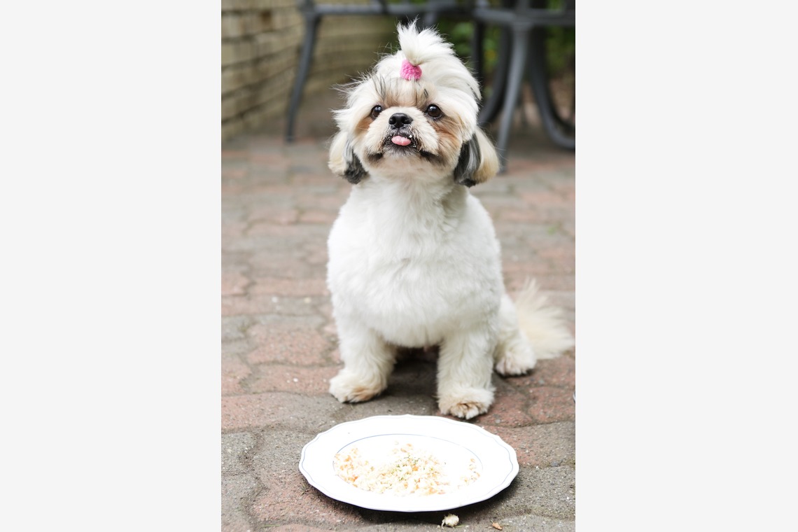 森安　照が撮影した「ペット撮影（犬・猫）」の写真