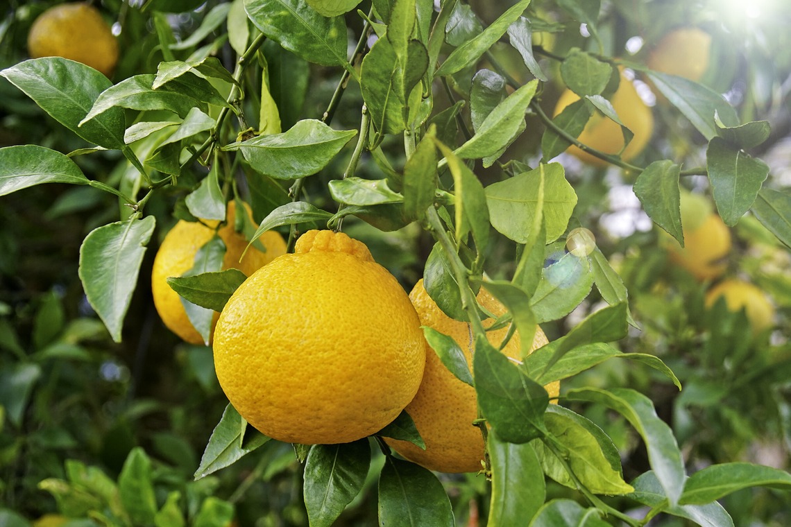 PhotoBaseありよしが撮影した「宣材写真」の写真