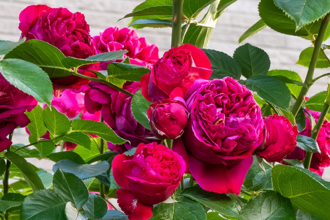 オフィス 芦野が撮影した「番外編（自宅）」の写真