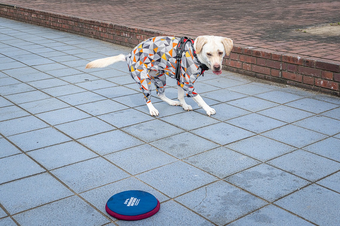 吉田佳央が撮影した「DOG SHOOTING」の写真