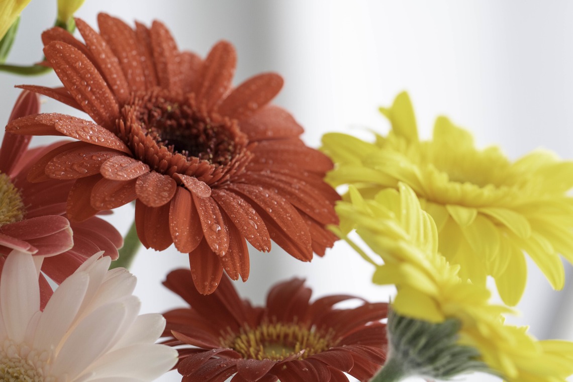 ミヤタカズコが撮影した写真のアルバム「花のある生活」