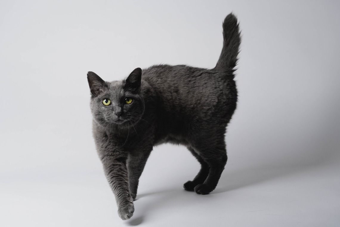 KasaiFilmsが撮影した写真のアルバム「ペット撮影」