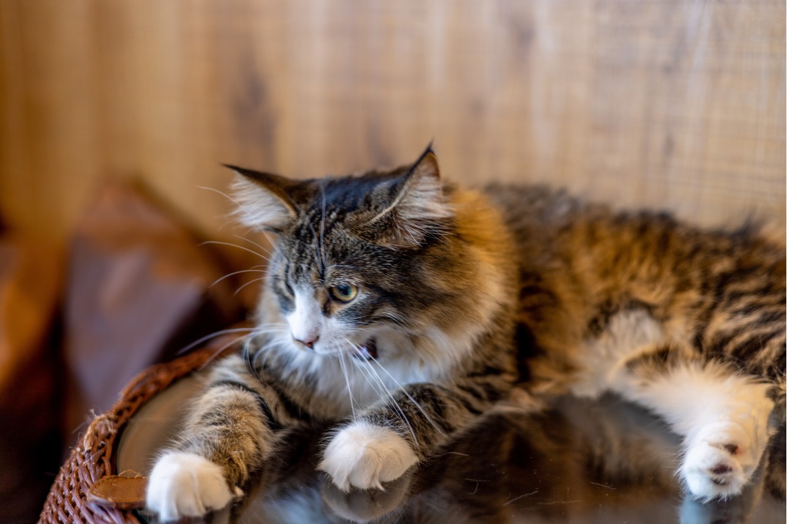 沖山俊樹が撮影した「ペット_20230411_MOCHA原宿」の写真