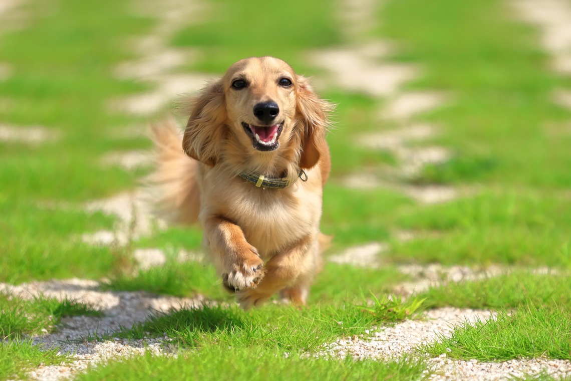 菊原浩司が撮影した写真のアルバム「ドッグラン撮影会」