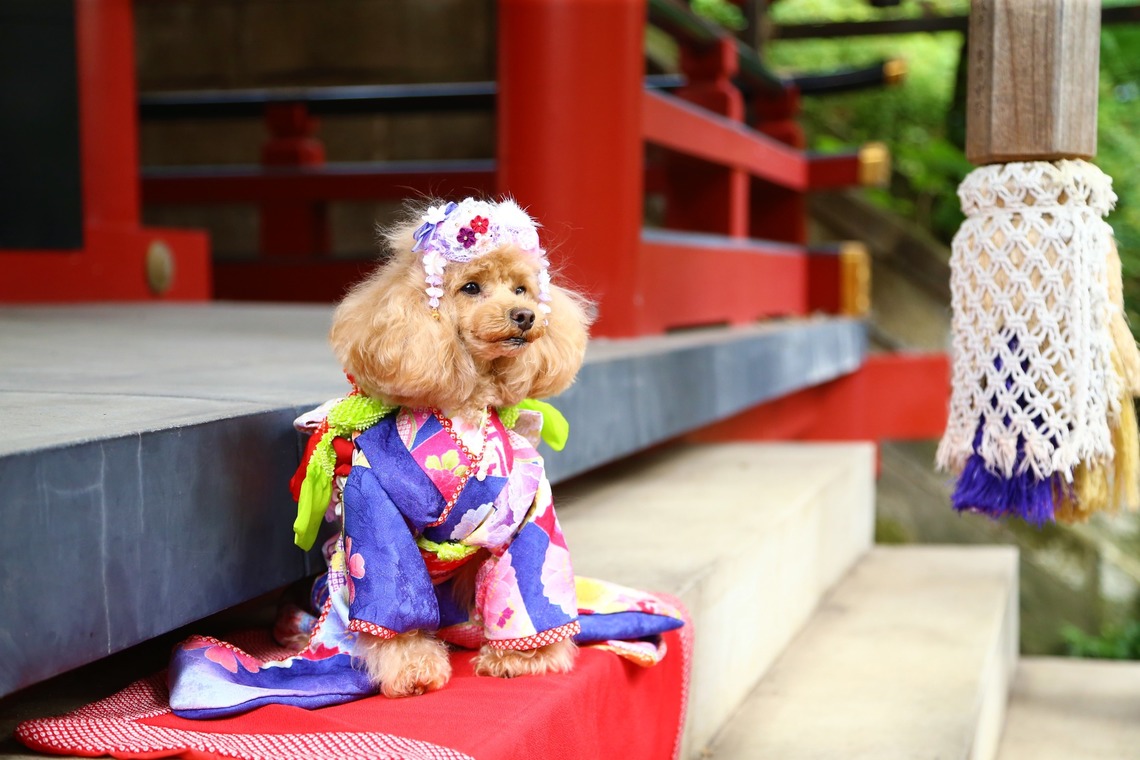 Photographer  Tomoが撮影したその他のアルバム「愛犬の七五三」