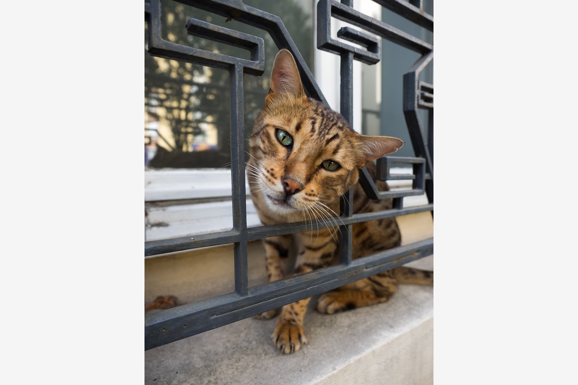 堀勝志古写真事務所が撮影した写真のアルバム「pet」