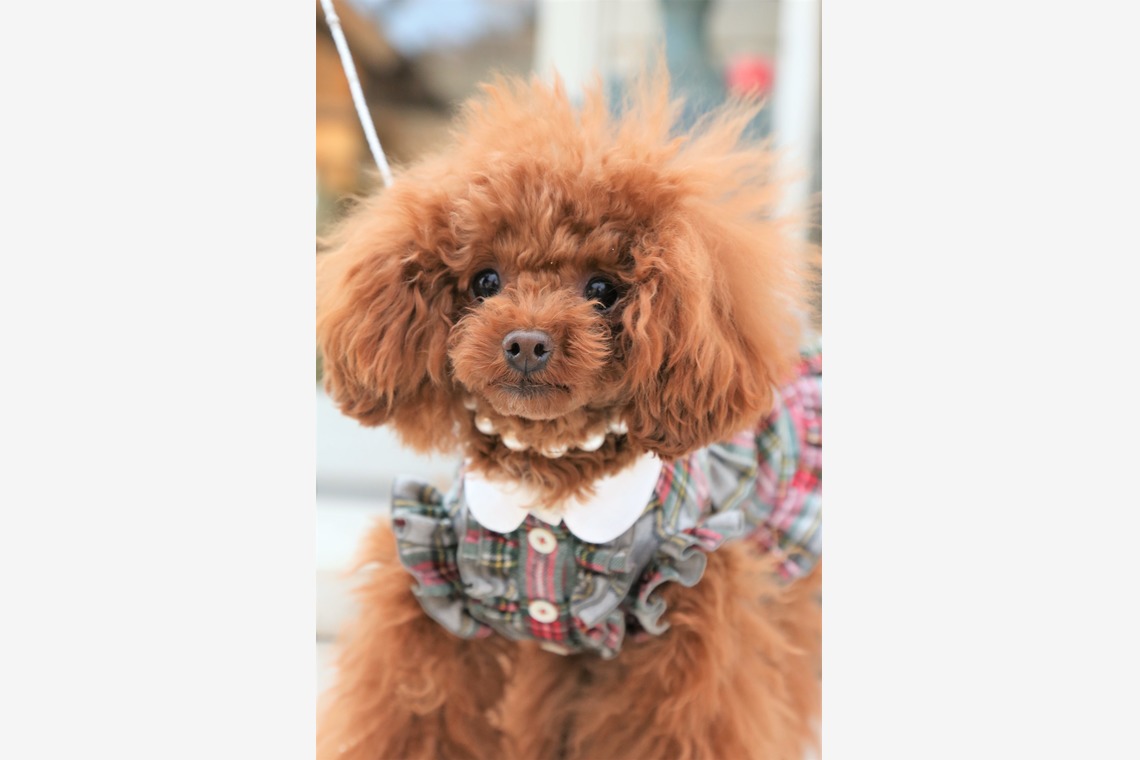 Photographer  Tomoが撮影した写真のアルバム「ペット撮影」