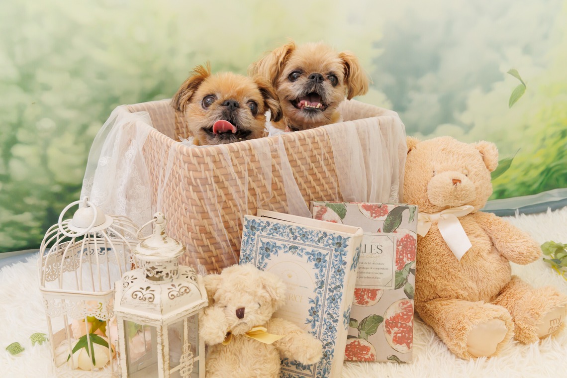 世登理恵が撮影した「ペット」の写真