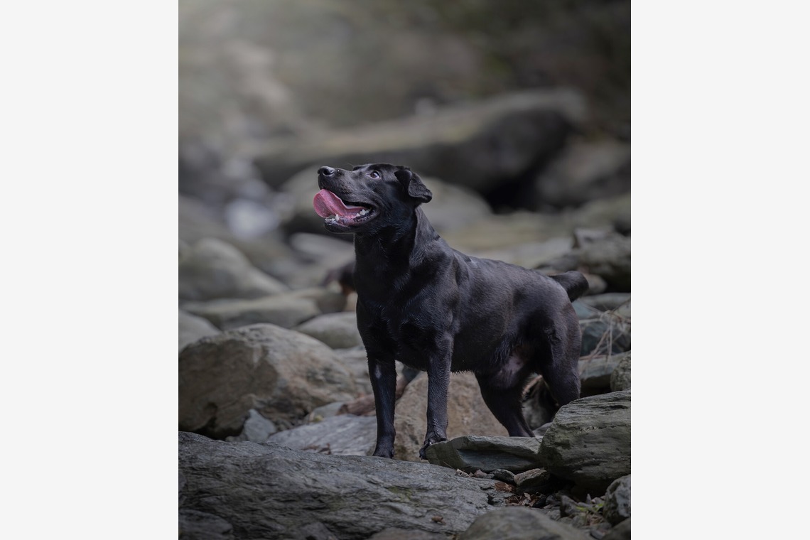 梅田　紫邑が撮影した「ドッグフォト」の写真