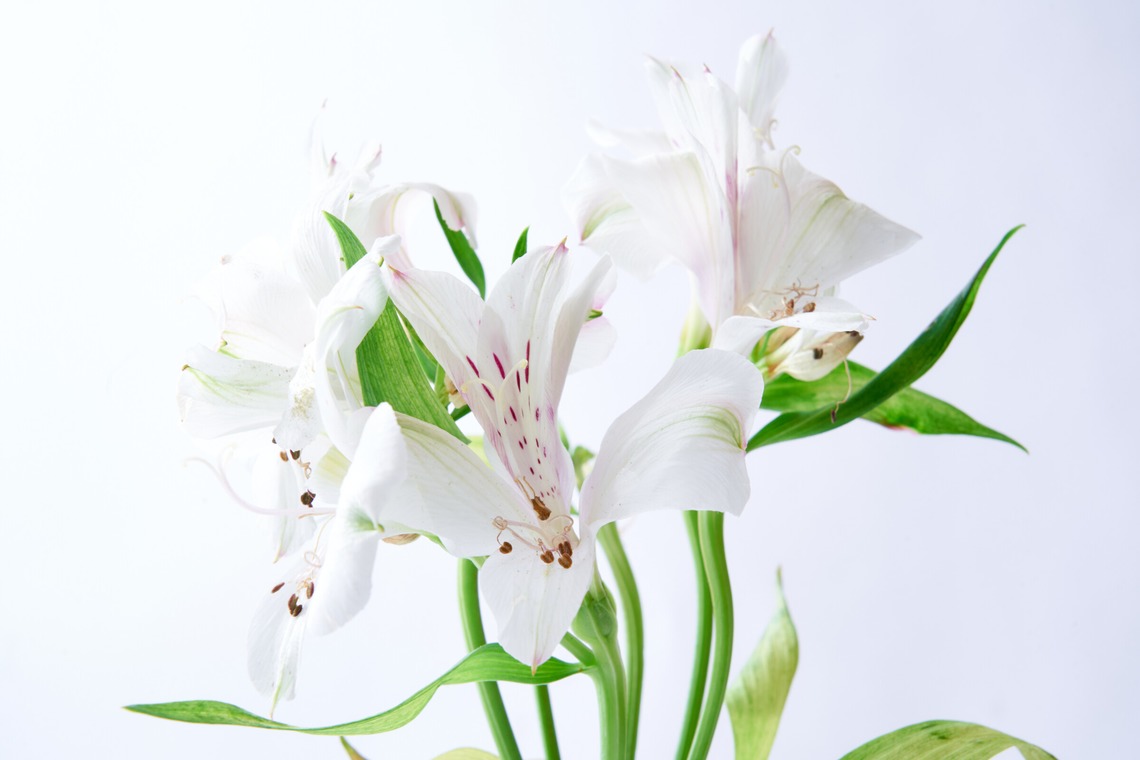 blankが撮影した写真のアルバム「商品撮影」