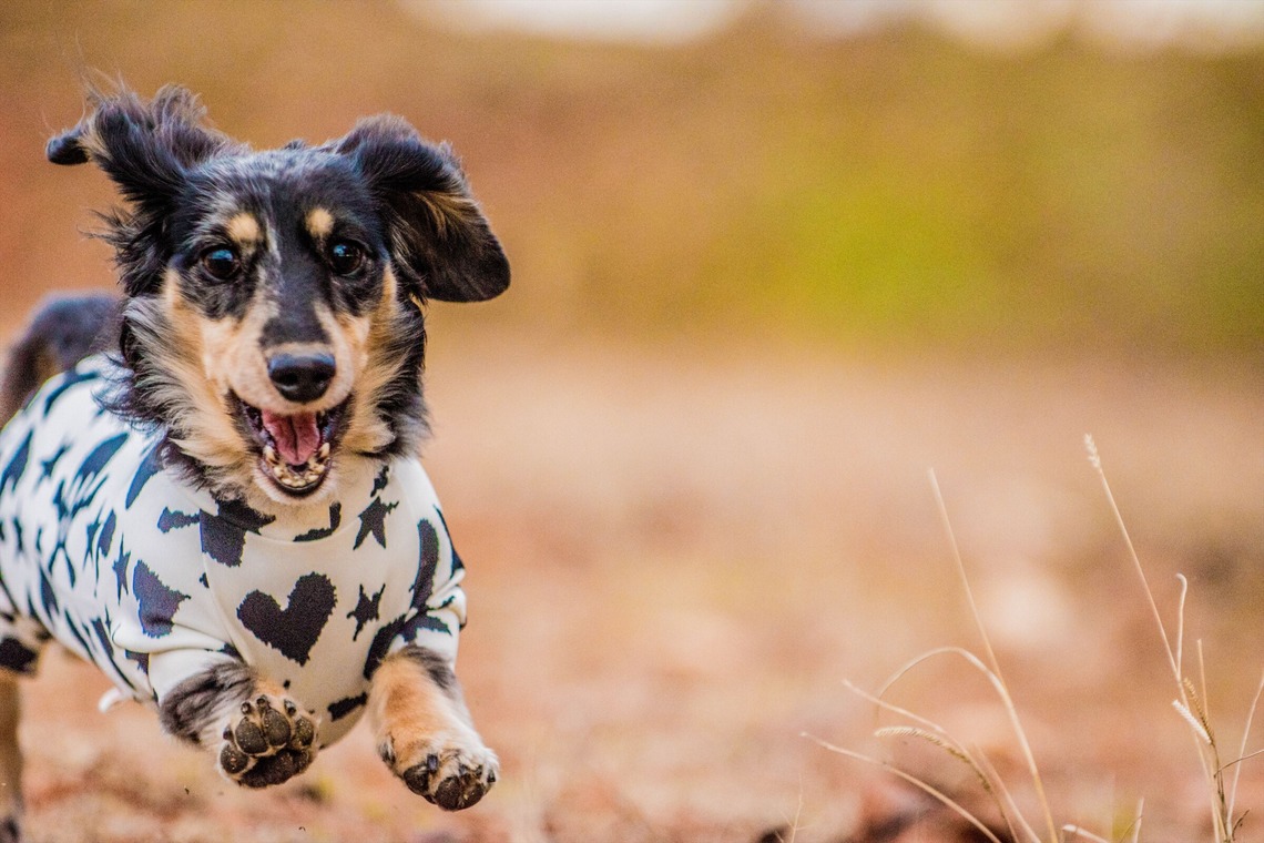 来田 篤典が撮影した「ペット」の写真