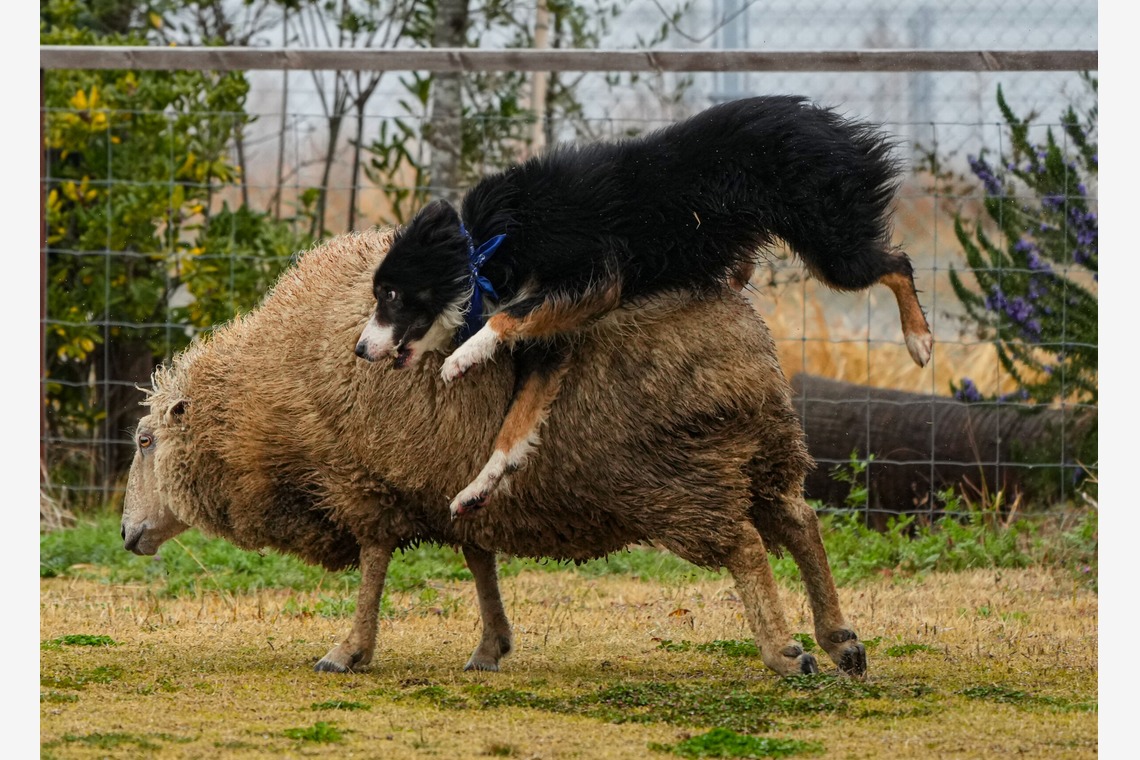 河野慈圓が撮影した「ペット撮影」の写真