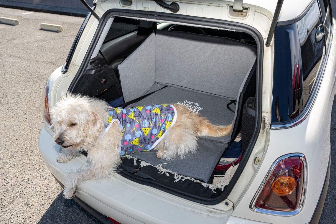 吉田佳央が撮影した「DOG SHOOTING」の写真