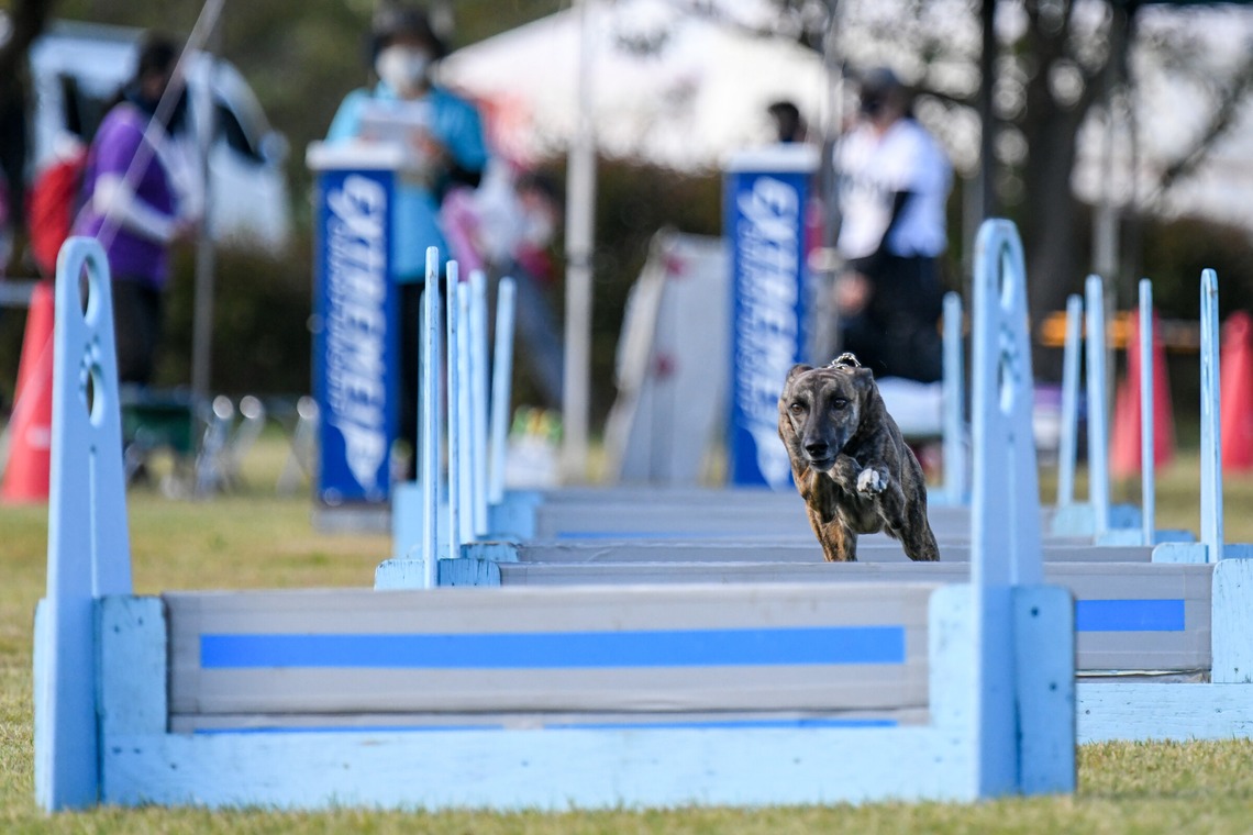 スタジオファンタスが撮影した「ドッグスポーツエクストリーム」の写真