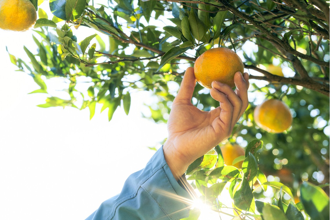 大橋裕紀が撮影した「みかん農園様の商品撮影とスナップ」の写真