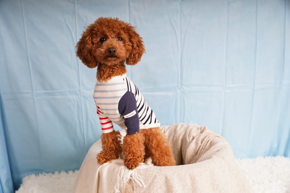 スタジオ　まるが撮影した「ペット撮影」の写真