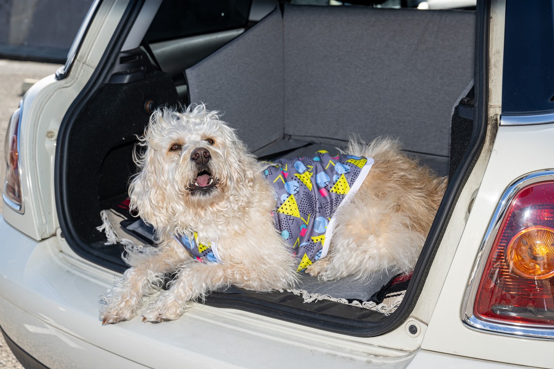 吉田佳央が撮影した「DOG SHOOTING」の写真