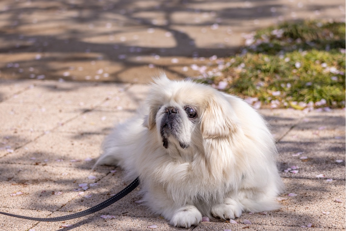 沖山俊樹が撮影した写真のアルバム「ペット_20230330_有明ガーデン」