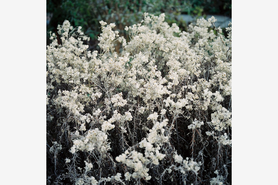 森田寫眞館が撮影した写真のアルバム「N.Y」
