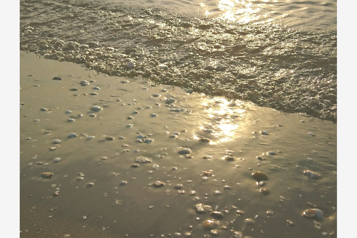 出張撮影のメモリーズが撮影した「nature-アラカルト」の写真