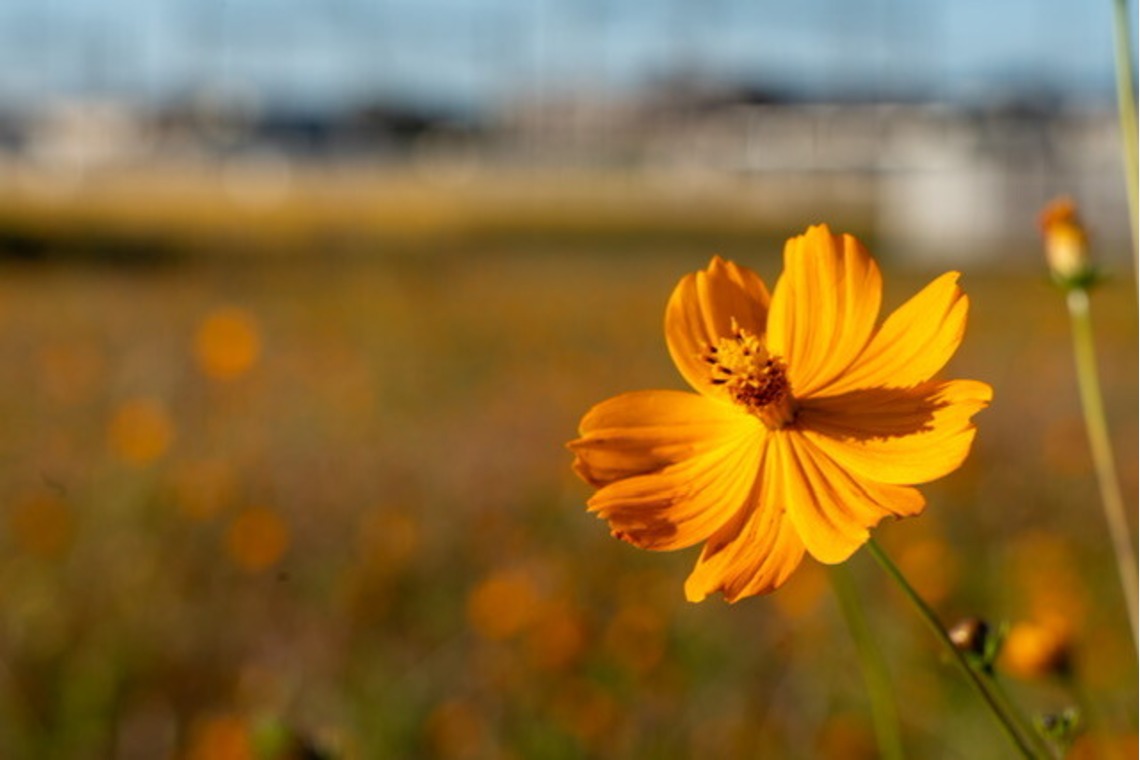 堀田佳資が撮影した「風景」の写真