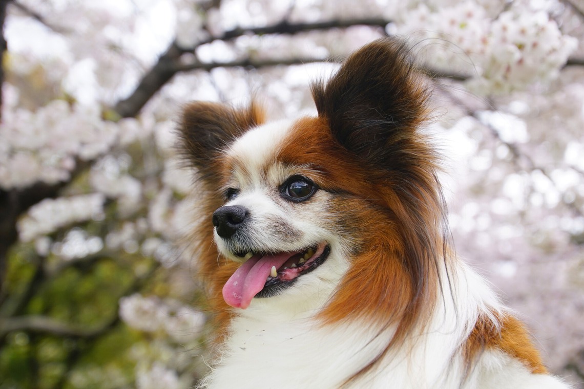 河野慈圓が撮影した「ペット撮影」の写真