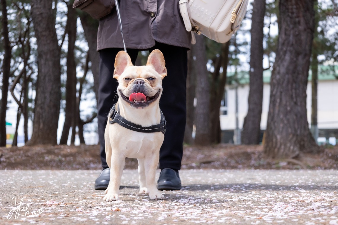 大森光太郎・K-PHOTOが出張撮影した家族写真(キッズ,ベビーフォト)などが写った「ペット撮影」の家族写真