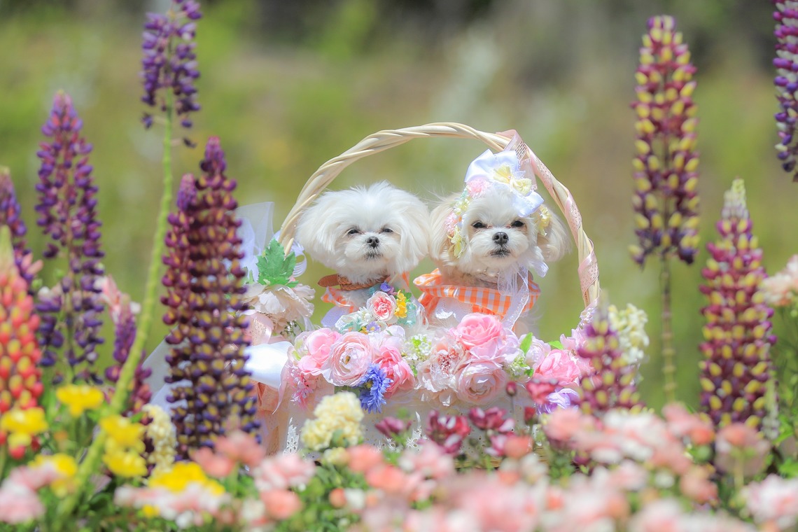 高橋 透（Coo&Sea STUDIO代表）が出張撮影した家族写真(キッズ,ベビーフォト)などが写った「大花壇de撮影会／春＠横浜」の家族写真