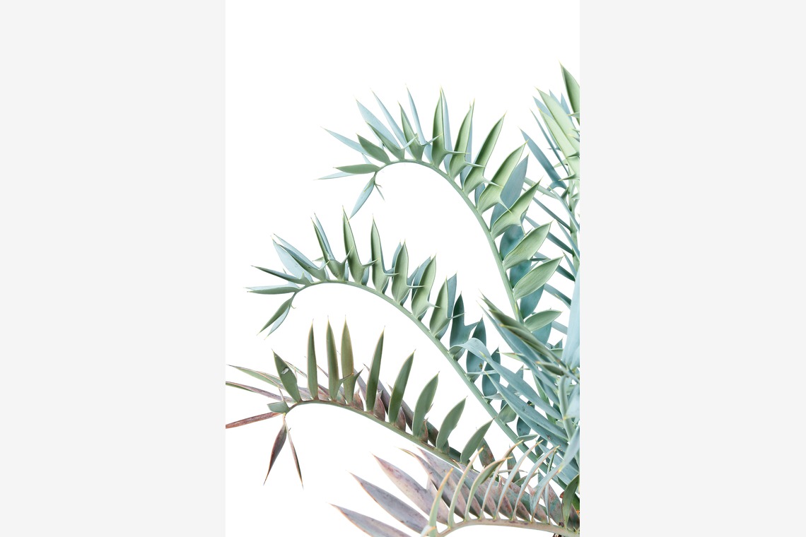 Herbest Productsが撮影した「静物」の写真